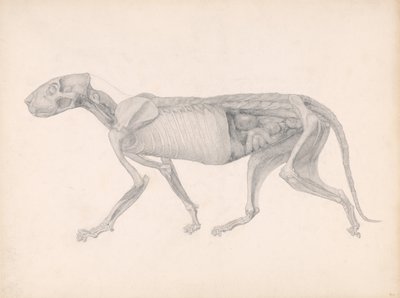 Vergleichende anatomische Darstellung der Struktur des menschlichen Körpers mit der eines Tigers und einer Kuh von George Stubbs